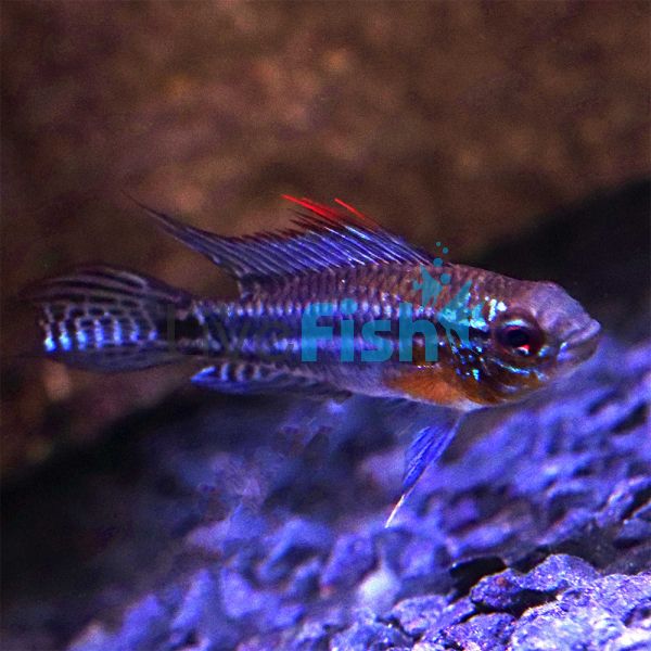 Bitaeniata Red Back 3cm - Select 