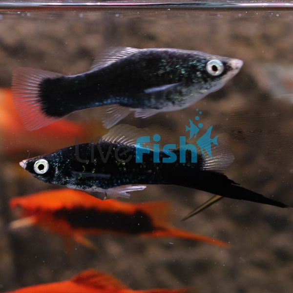 Black Swordtail 5cm