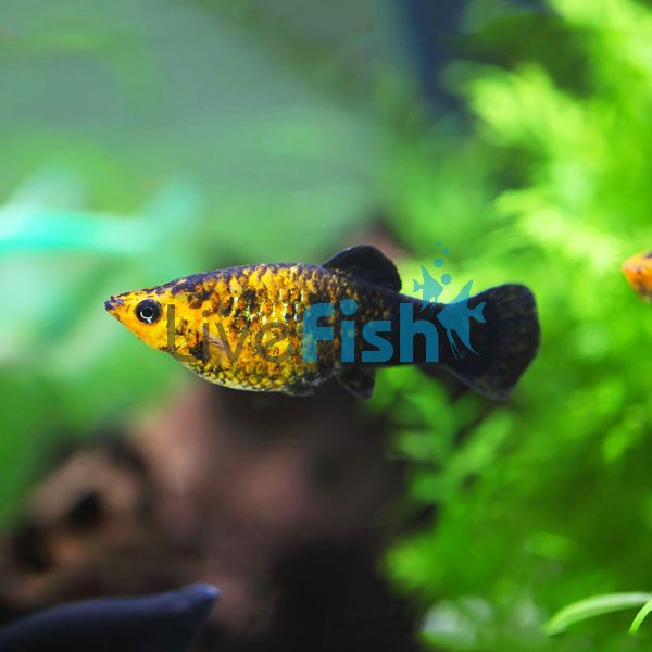 Golden & Black Molly 5cm