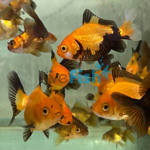 Black & Gold Oranda 7cm