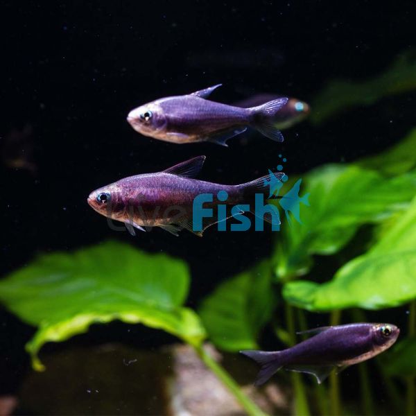 Black Emperor Tetra 5cm