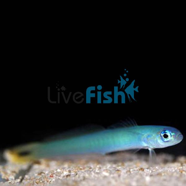 Black Tail Dartfish - Blue Gudgeon - Medium