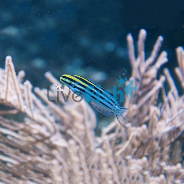 Striped Poison Fang Blenny MED