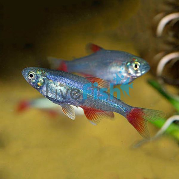 Bloodfin Tetra 3.5cm
