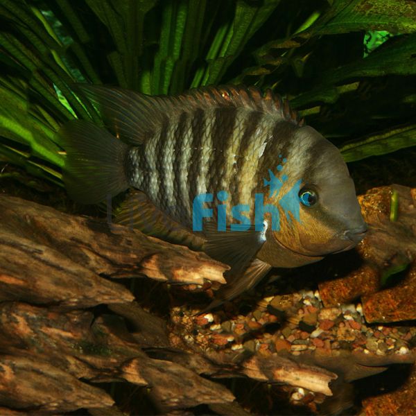 Blue-Eye Cichilasoma 3cm