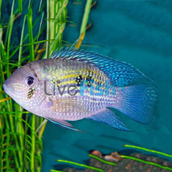 Blue Acara Rio Meta Colombia 3.5cm