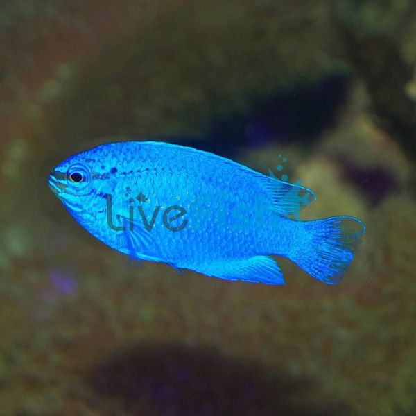 Female Blue Devil Damselfish MED