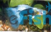 Male Blue Neon Guppy 3.5cm