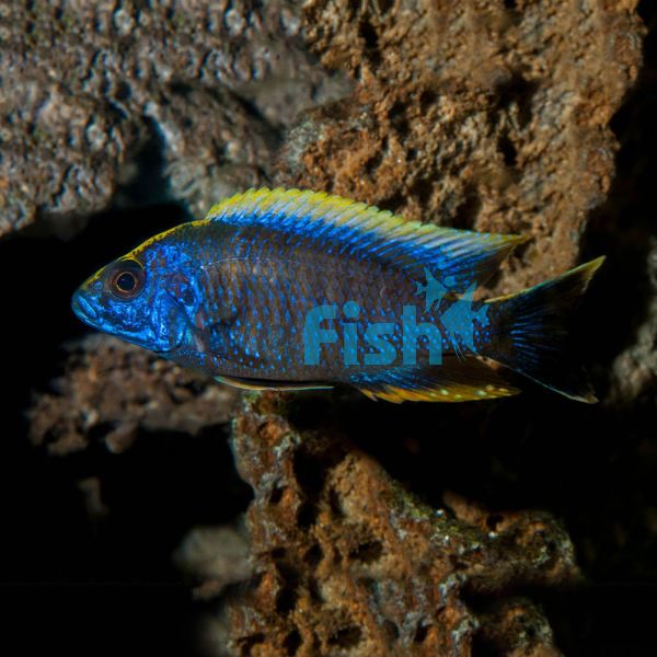Blue Orchid Peacock 4cm
