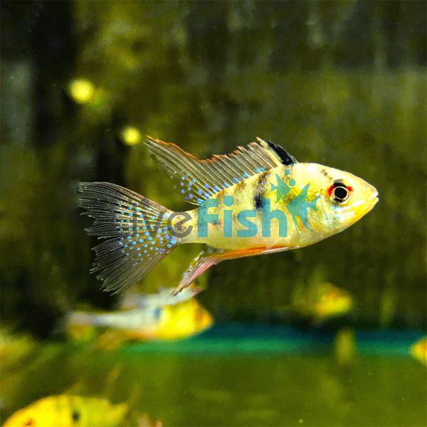 Ramirezi Blue Longfin 4cm