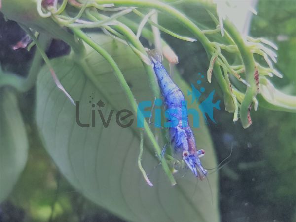 Blue Glass Shrimp - Algae Eating