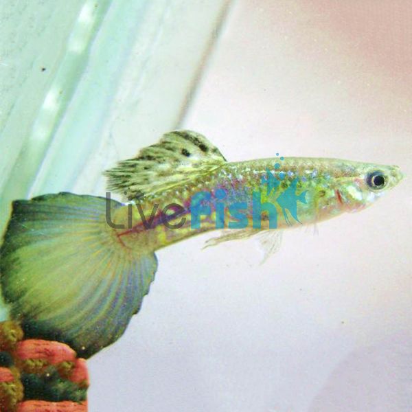 Male Blue Snakeskin Guppy 3.5cm