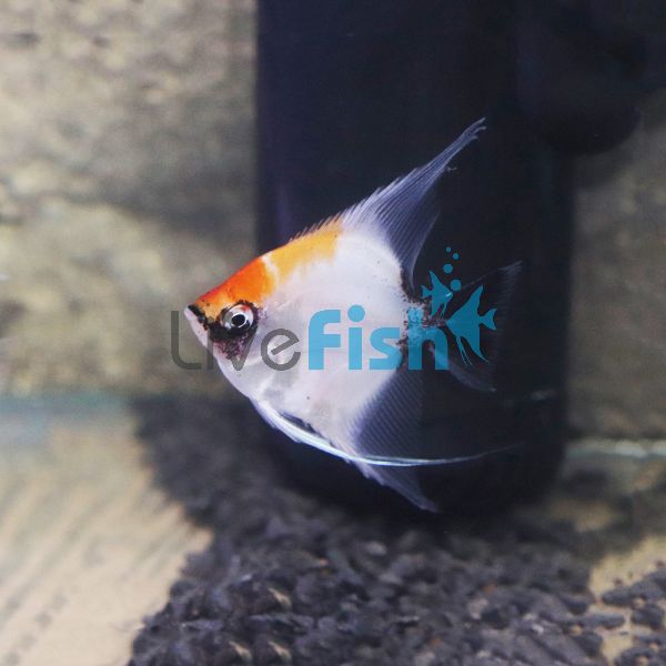 Red Devil Angelfish 4.5cm