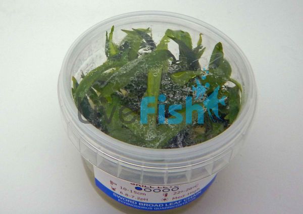 Pygmy Chain Sword Tissue Culture Tub