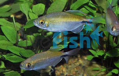 African Longfin Tetra 5cm
