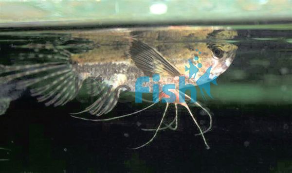 Butterfly Fish 6cm - Pantodon