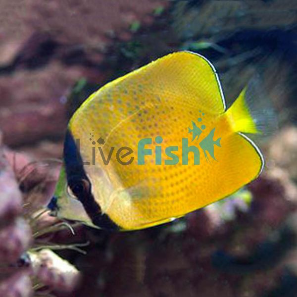 Klein's Butterflyfish MED