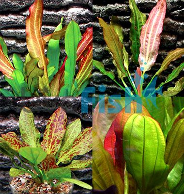 5 x Assorted Echinodorus Swords - Submerse