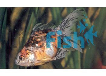 Calico Fantail 4cm