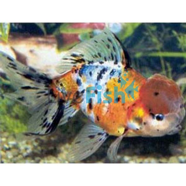 Calico Oranda 15cm