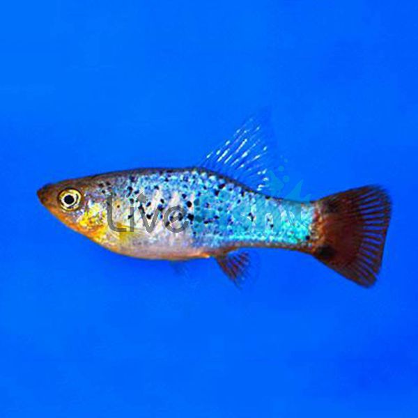 Calico Redtail Blue Platy 4cm 