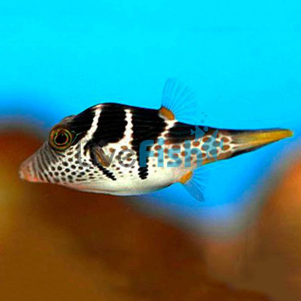 Black Saddled Puffer MED
