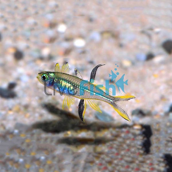 Celebes Rainbow 1.5cm