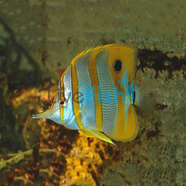 Copperband Butterflyfish - LGE
