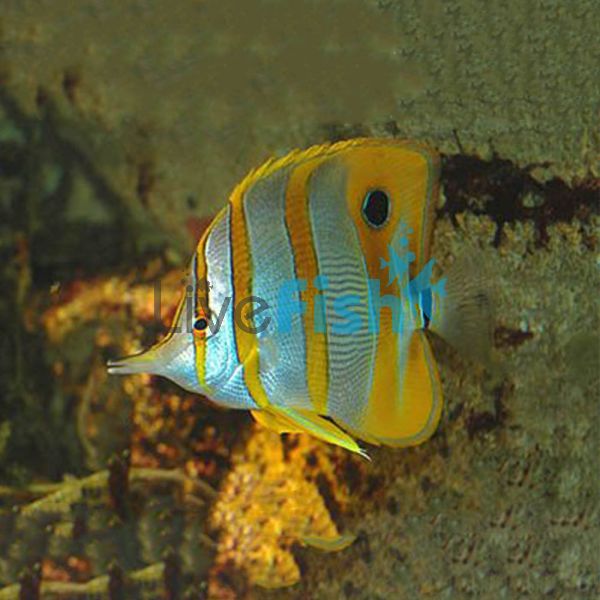 Copperband Butterflyfish - MED