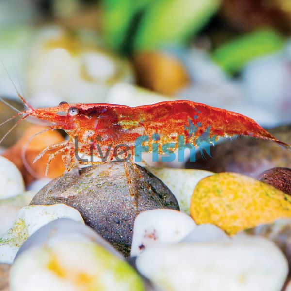 10x Red Cherry Shrimp