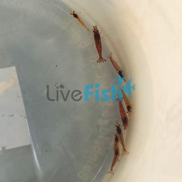 Cherry Feeder Shrimp 2cm