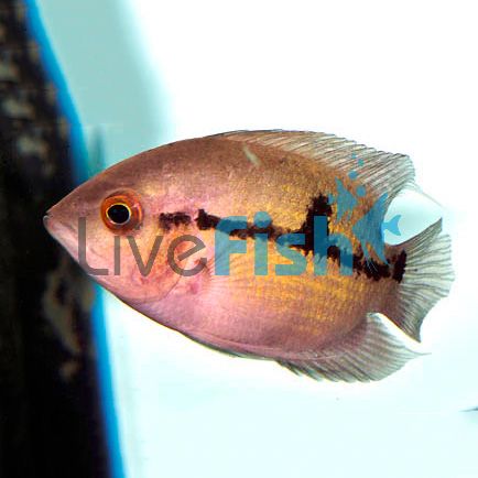 Chocolate Cichlid 4cm