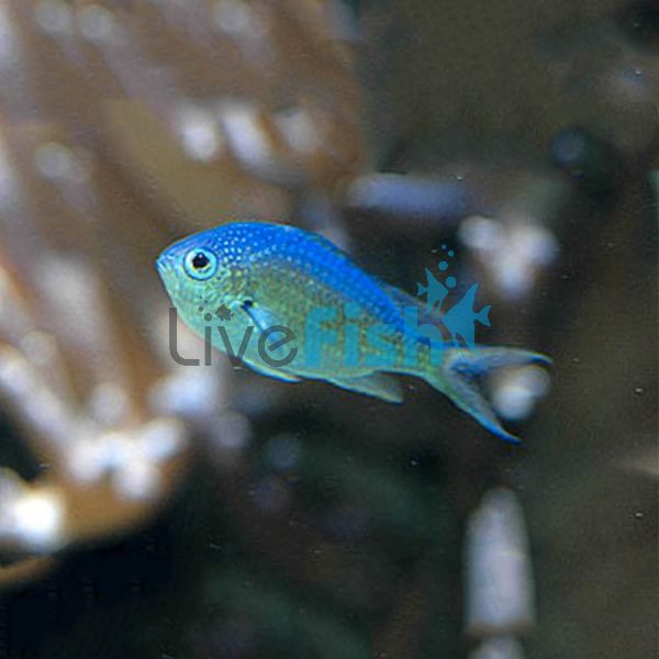 Blue-Green Chromis - Medium