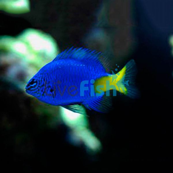 Yellow-Tail Damselfish MED