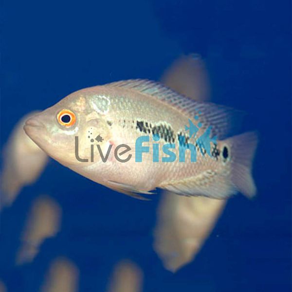 Cichlasoma Trimaculatum 5cm