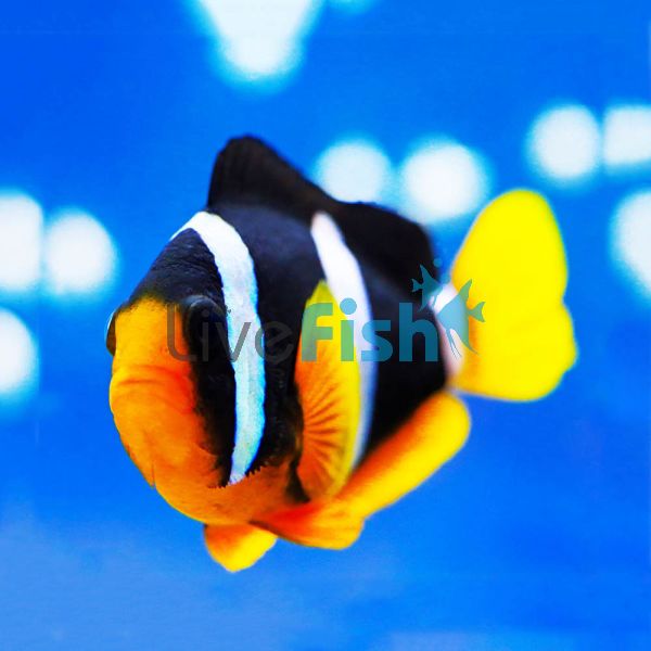 Clarks Clownfish - Indo Pac MED