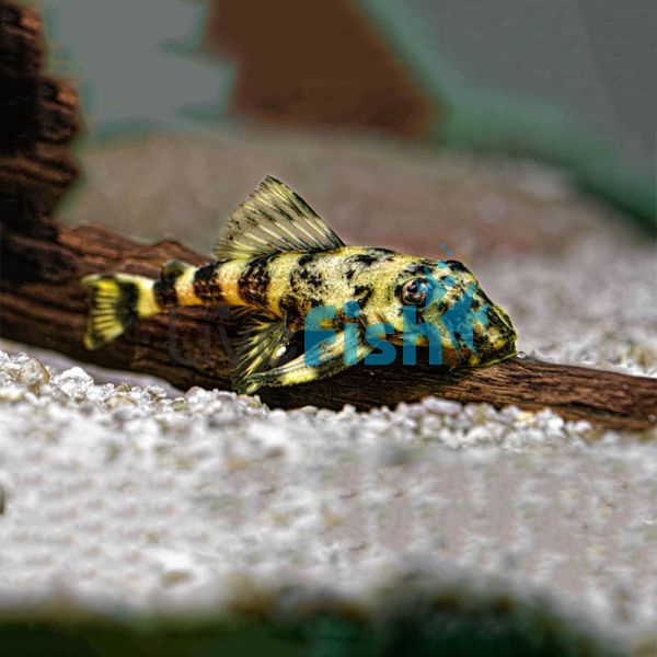 Clown Pleco 5cm