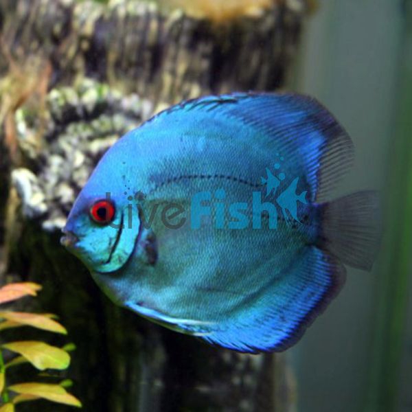 Solid Blue Diamond Discus 9cm