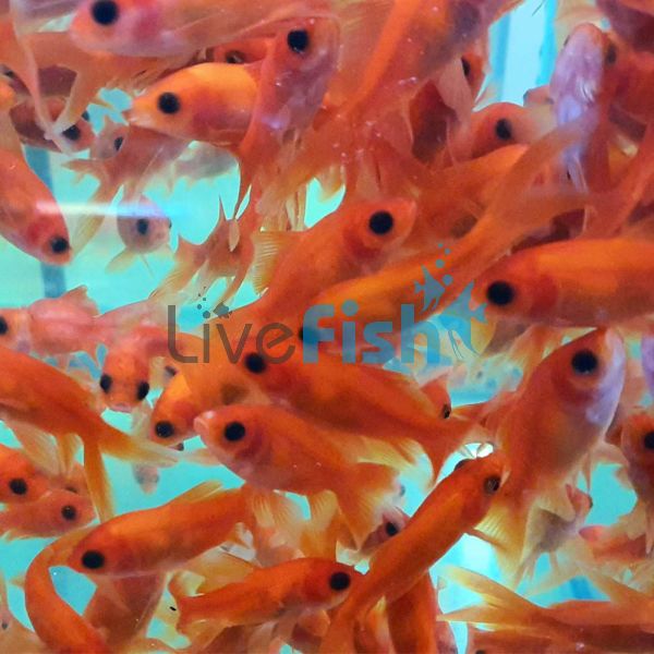 Comet Red Crystal 7cm