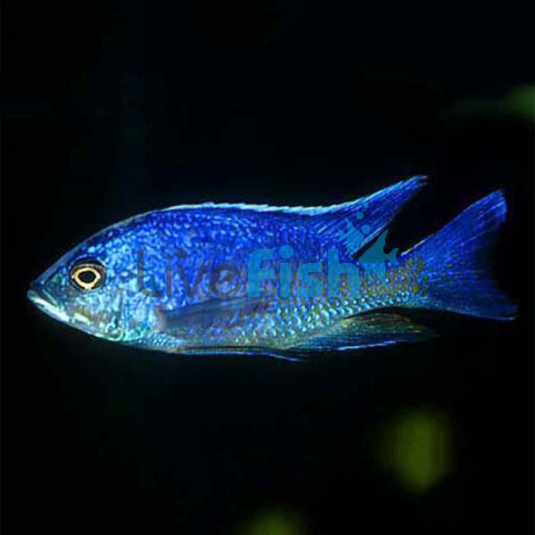 Azureus 4cm