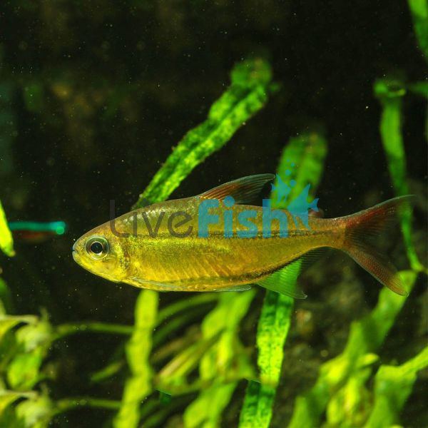 Copei Tetra 4cm