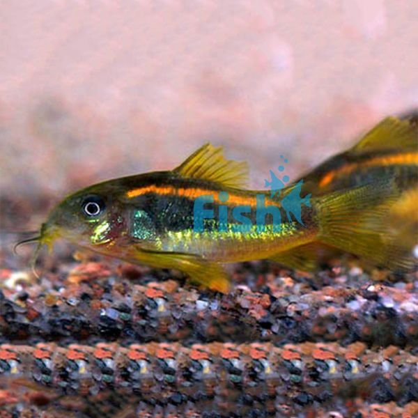Neon Gold Stripe Corydoras 3.5cm - Peru