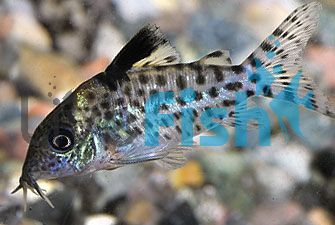 Agassizi Nanay Corydoras 3.5cm
