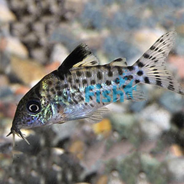 Agassizi Sodalis Corydoras 3.5cm