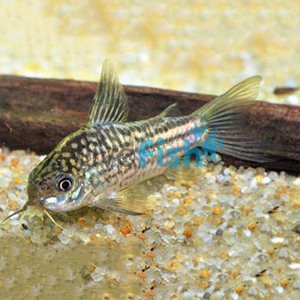 Elegans Corydoras 3.5cm