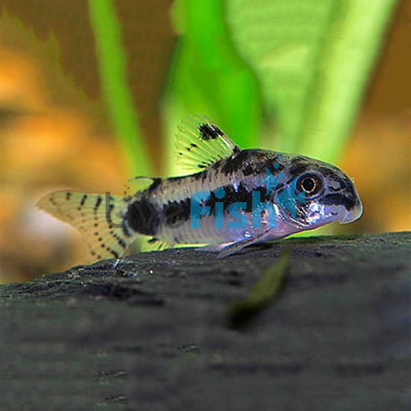 Habrosus Corydoras 2cm