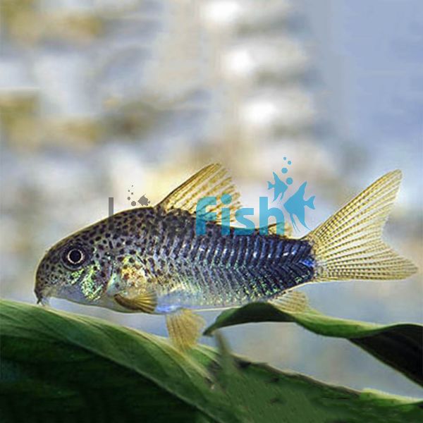 Corydoras Similis 2cm