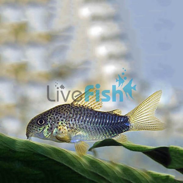 Similis Corydoras 3cm