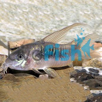 Bronze Longfin Corydoras 3.5cm 