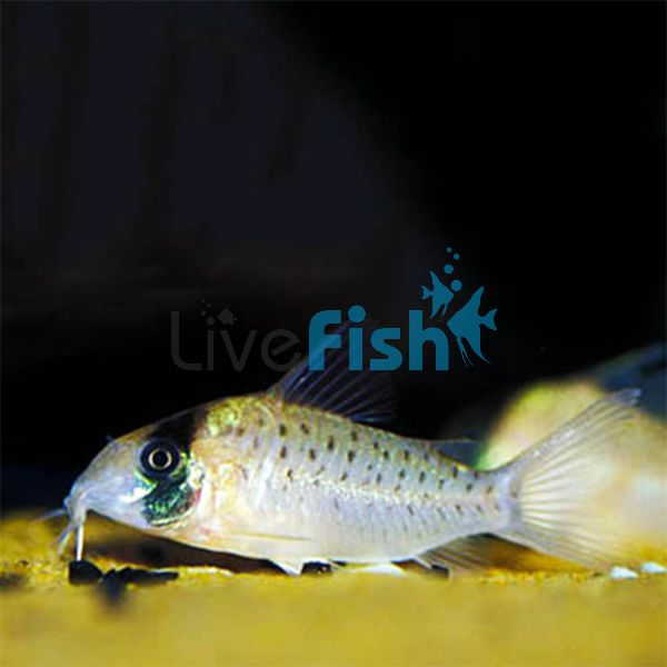 Atropersonatus Corydoras 3.5cm